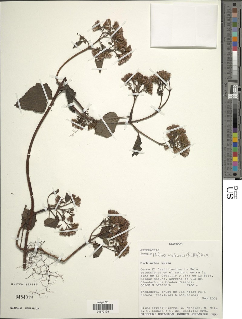Mikania violascens