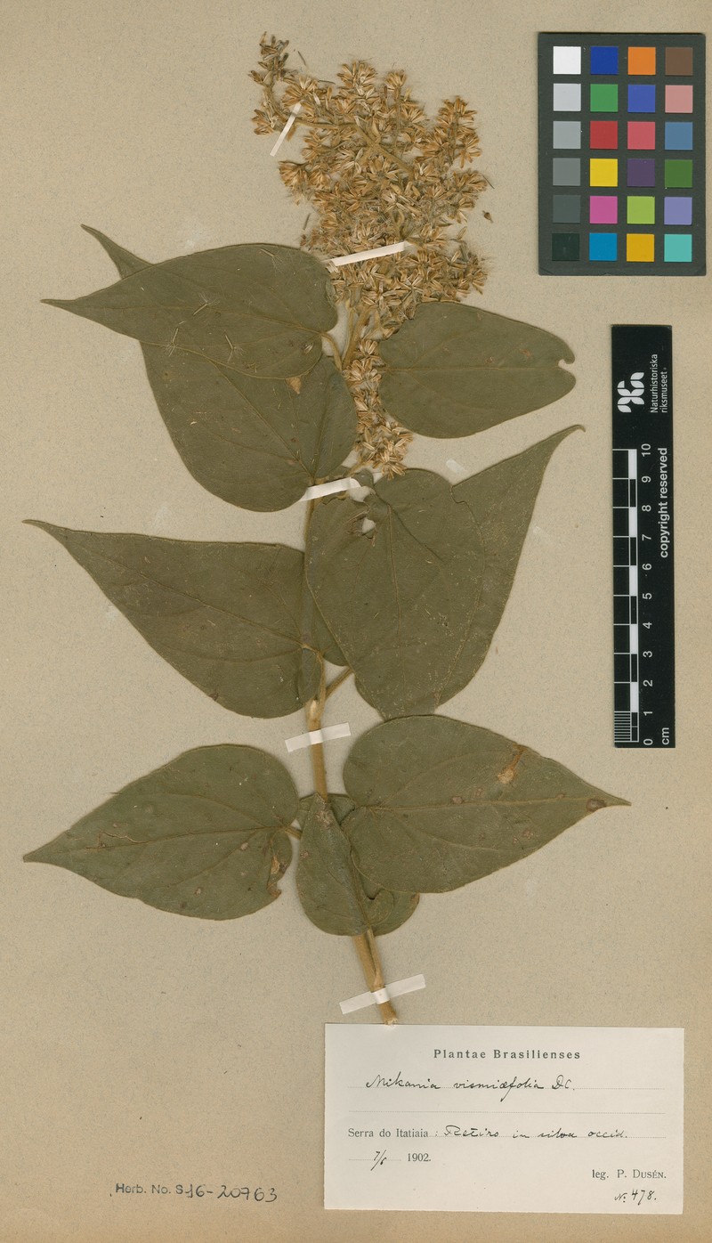 Mikania vismiifolia