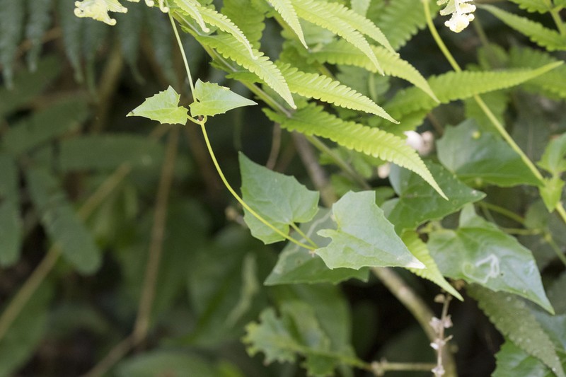 Mikania vitifolia