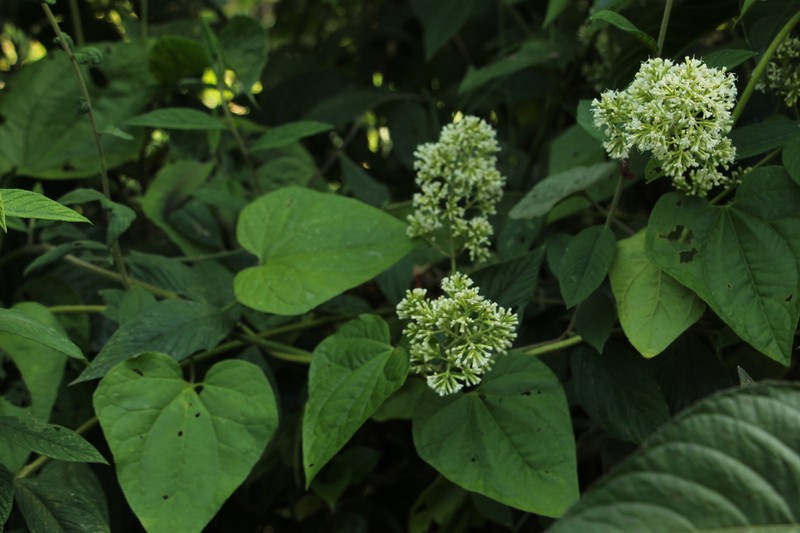 Mikania vitifolia photo 2