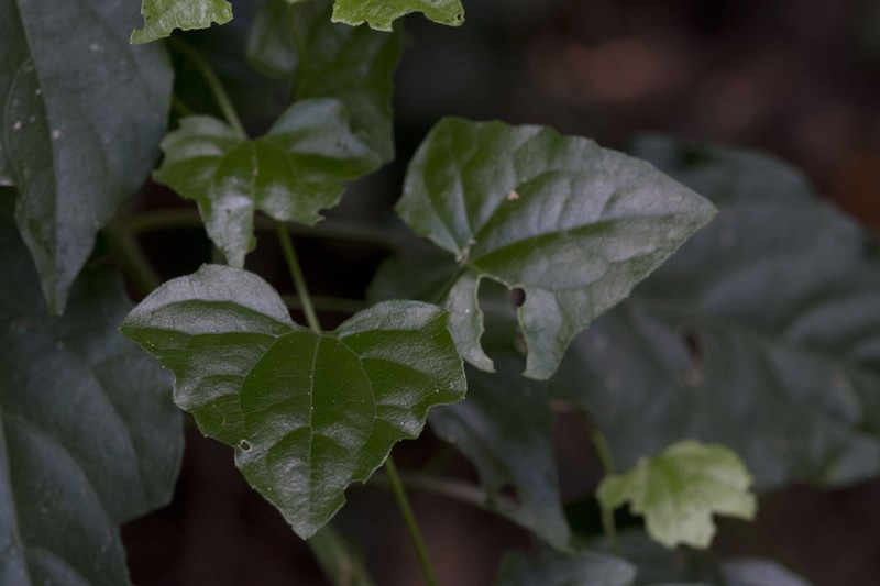 Mikania vitifolia photo 3