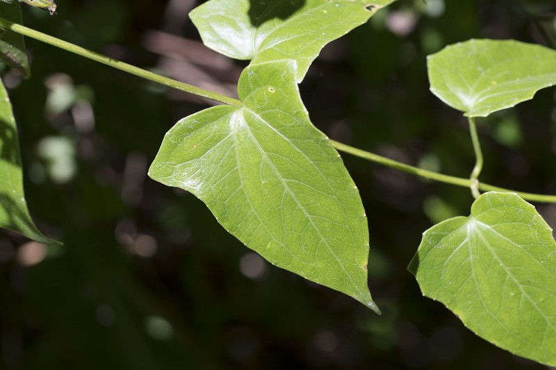 Mikania vitifolia photo 4