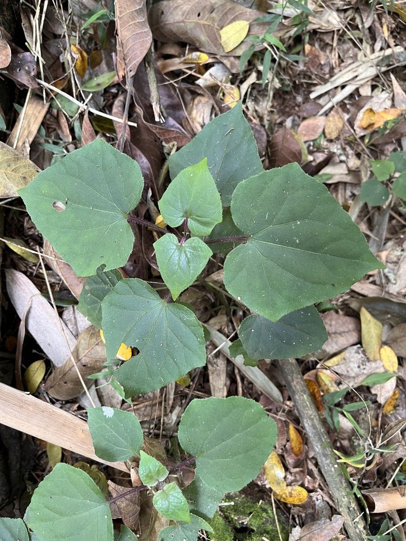 Mikania vitifolia photo 5