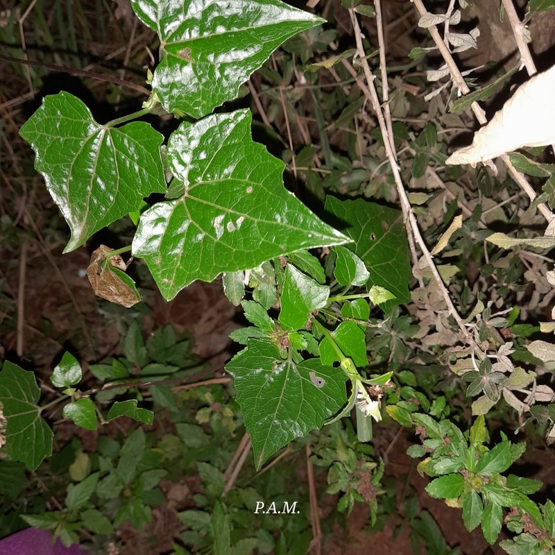 Mikania vitifolia photo 6
