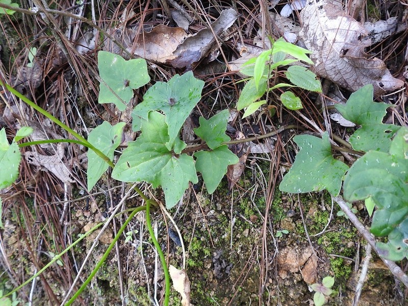 Mikania vitifolia photo 7