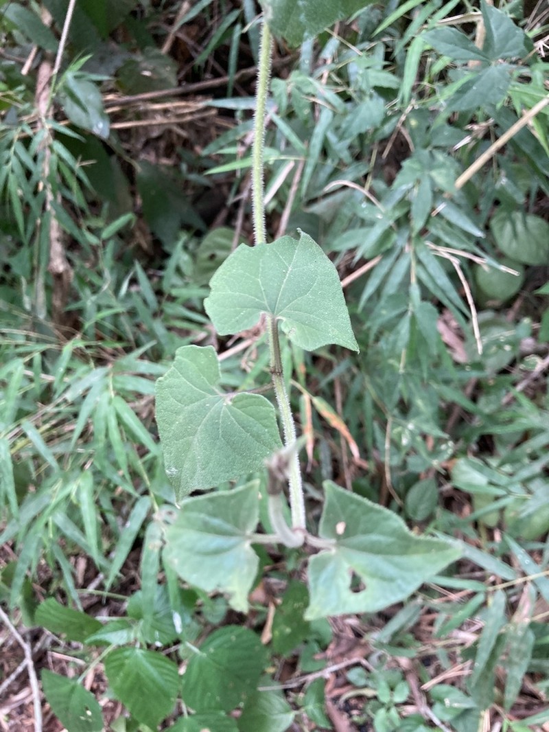 Mikania vitifolia photo 8