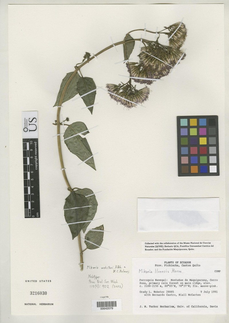 Mikania websteri