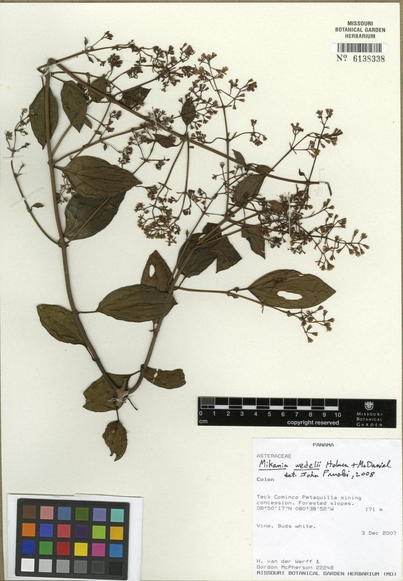 Mikania wedelii
