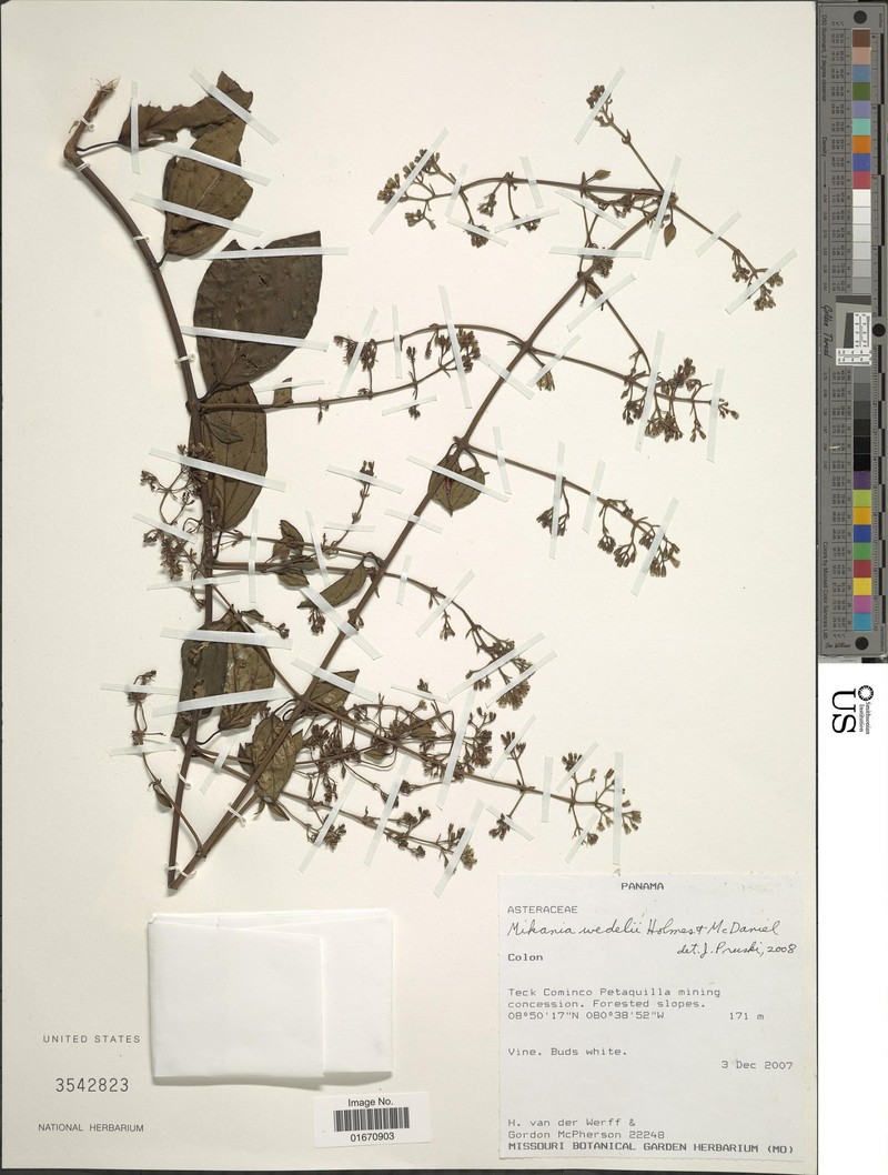 Mikania wedelii photo 2