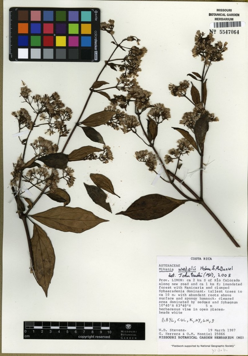 Mikania wedelii photo 3