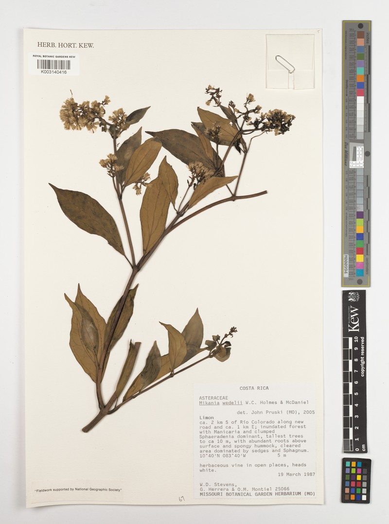 Mikania wedelii photo 4