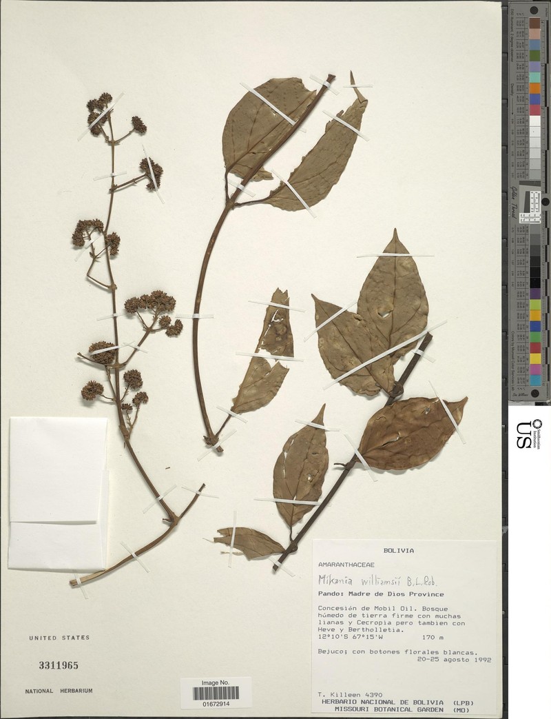 Mikania williamsii