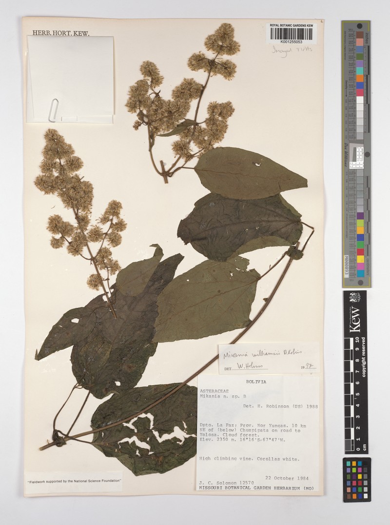 Mikania williamsii photo 2