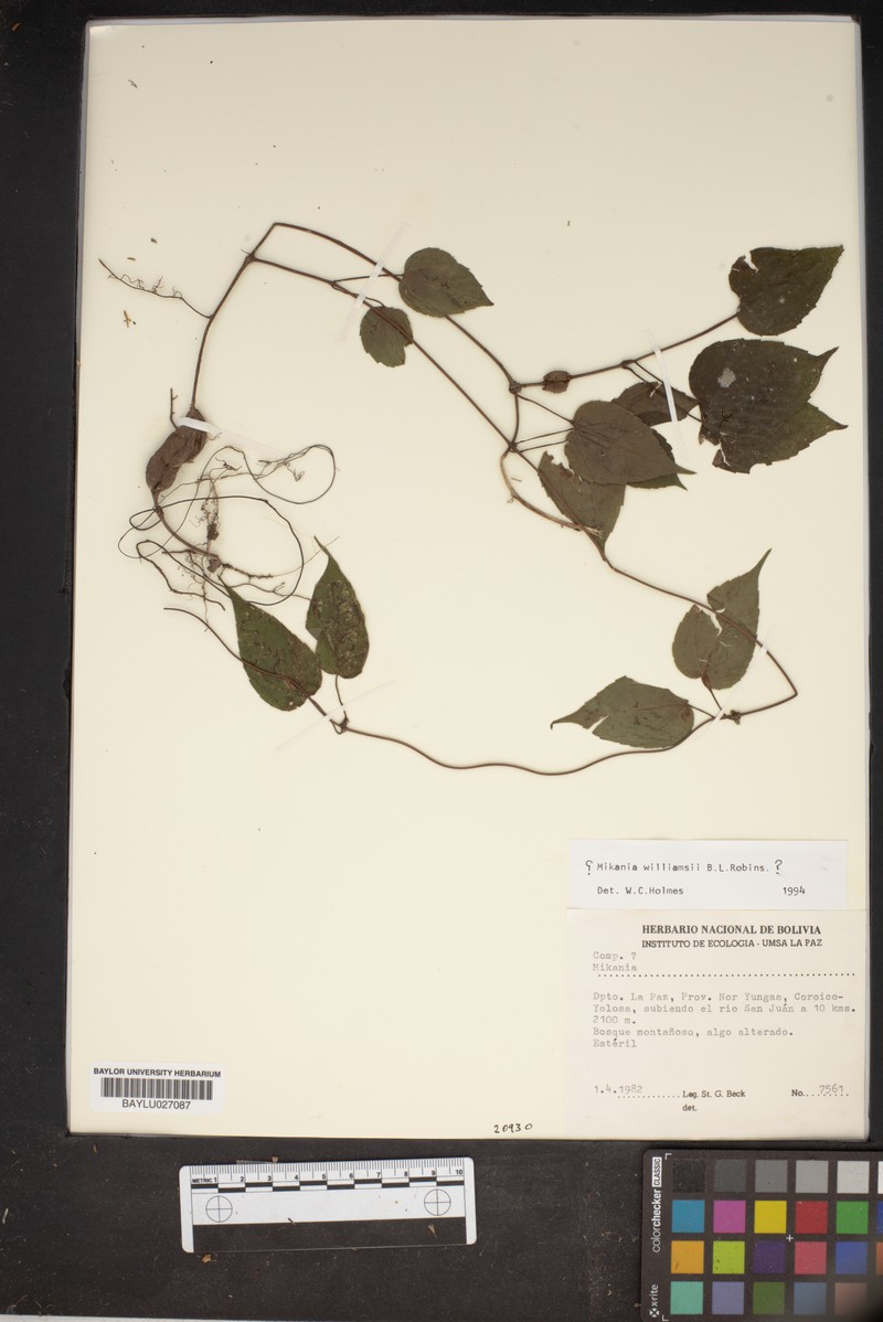 Mikania williamsii photo 3