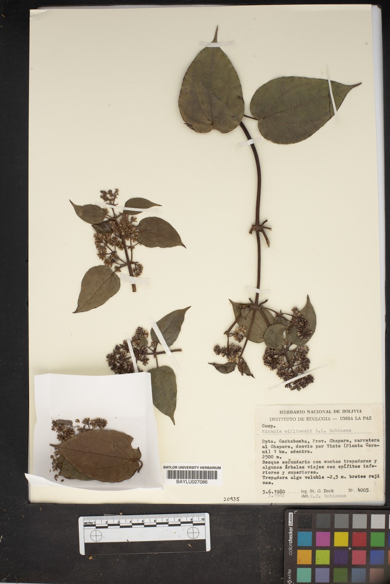 Mikania williamsii photo 4