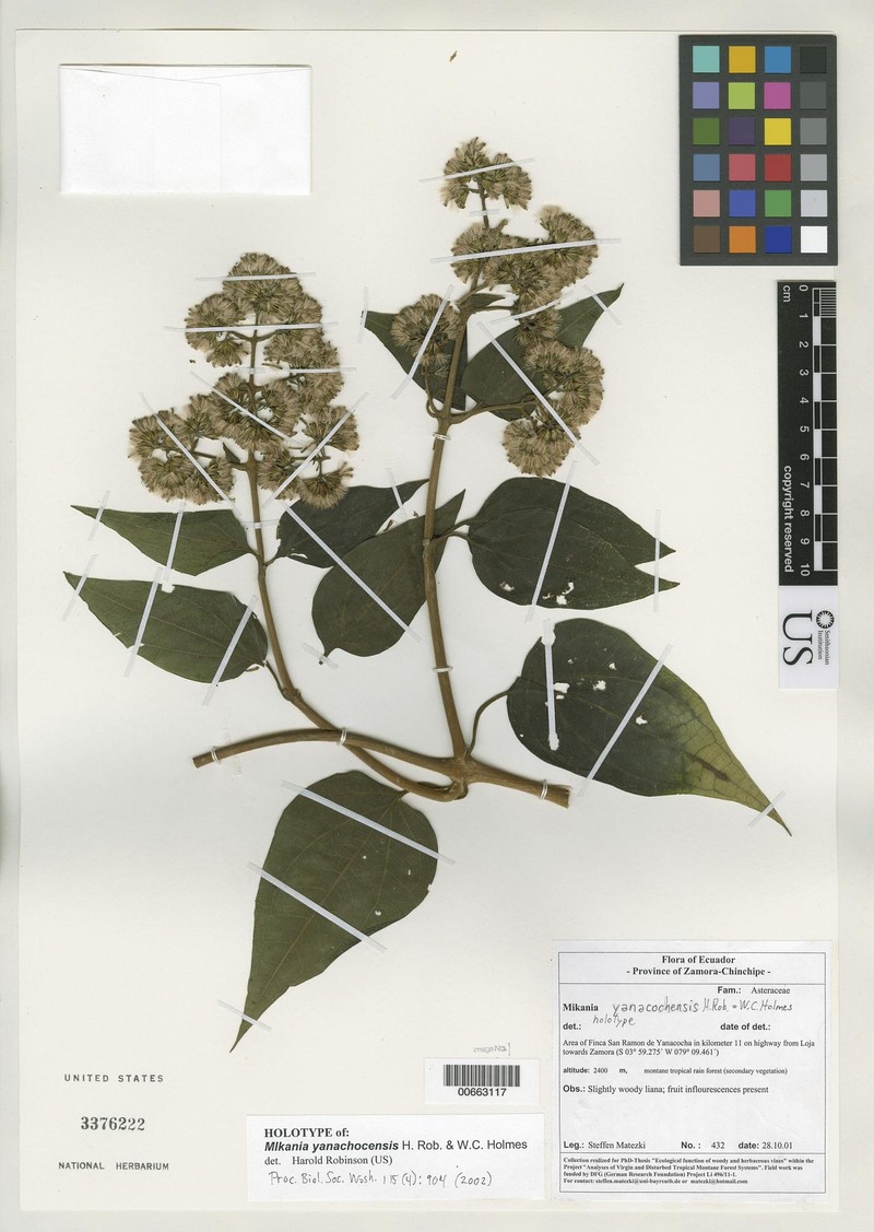 Mikania yanacochensis
