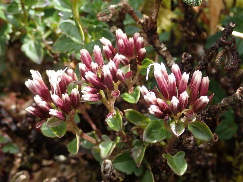 Mikania zamorae