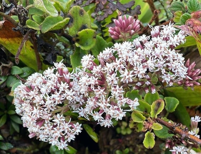 Mikania zamorae photo 2