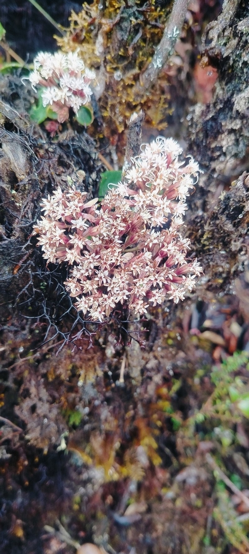 Mikania zamorae photo 3