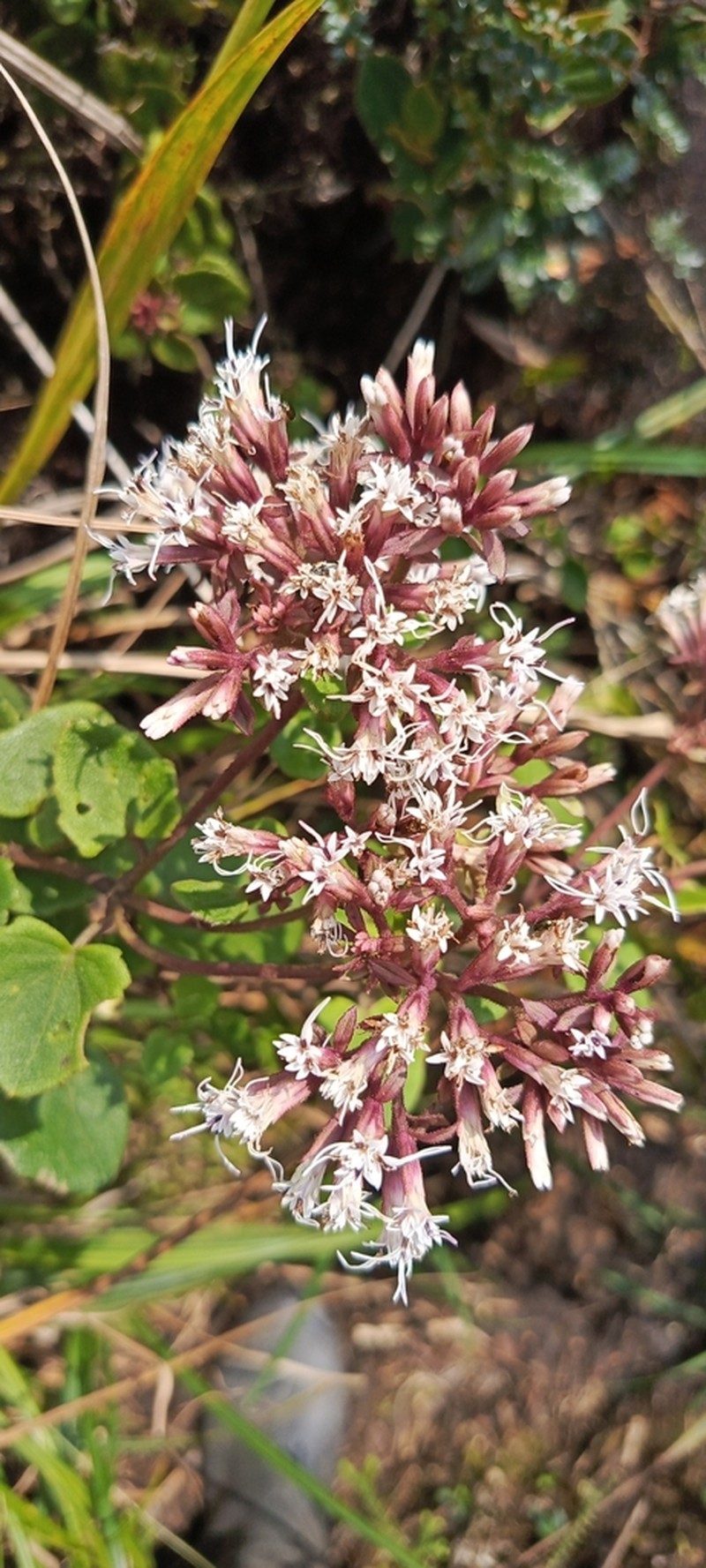 Mikania zamorae photo 4