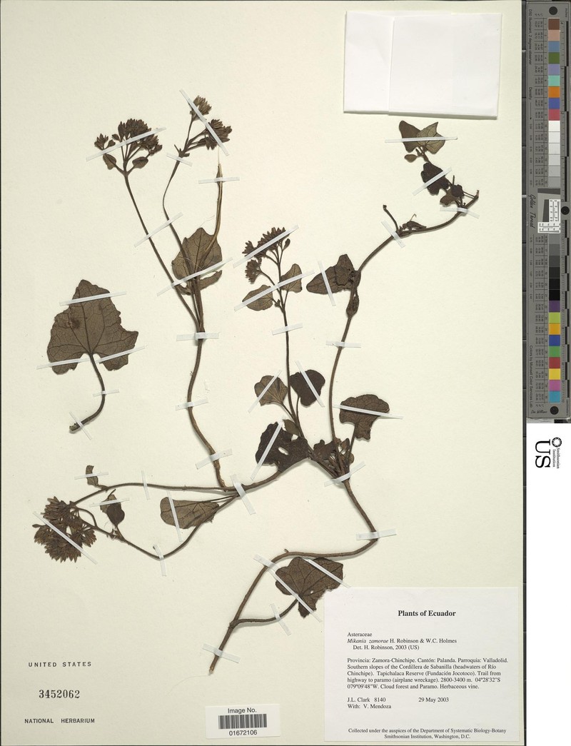 Mikania zamorae photo 8