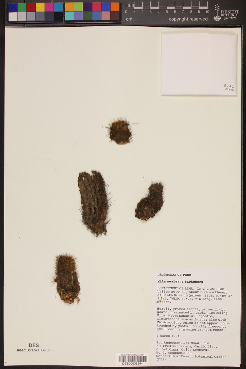 Mila caespitosa subsp. caespitosa photo 2