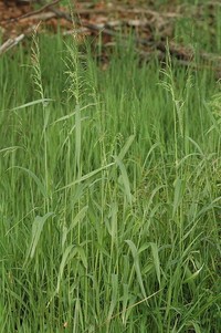 American Milletgrass