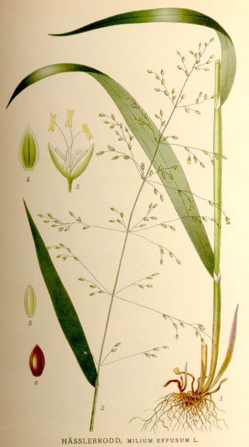 American Milletgrass photo 2