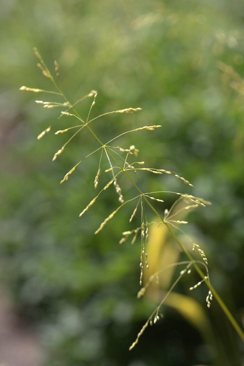 American Milletgrass photo 5