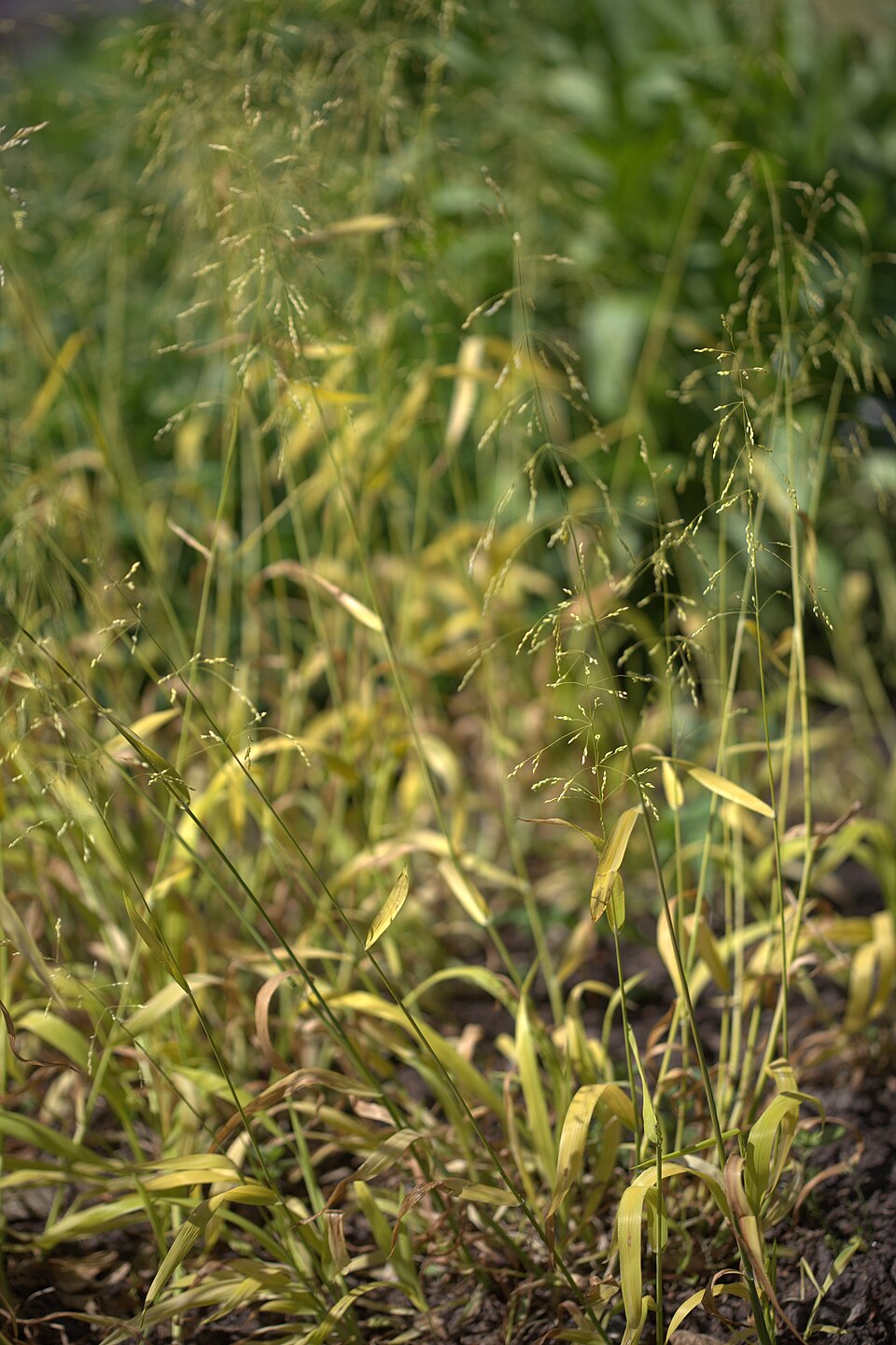 American Milletgrass photo 6