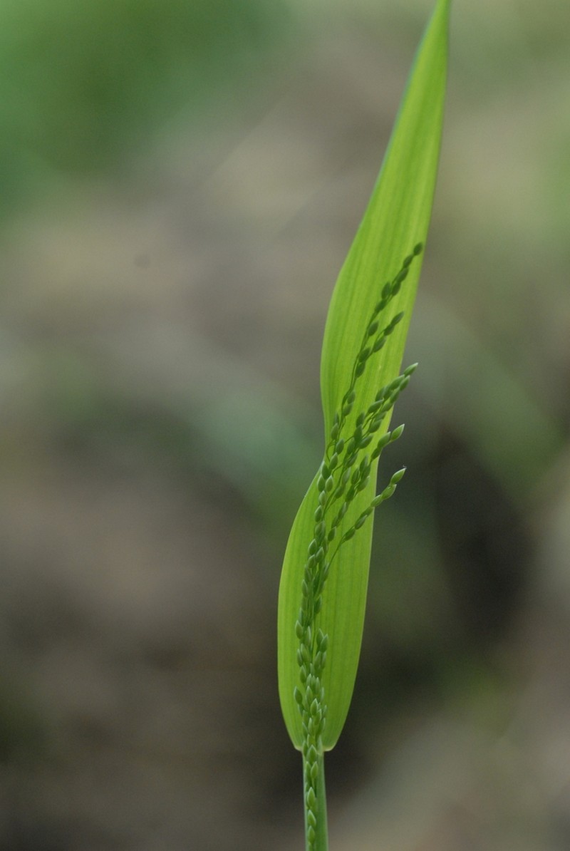 American Milletgrass photo 5