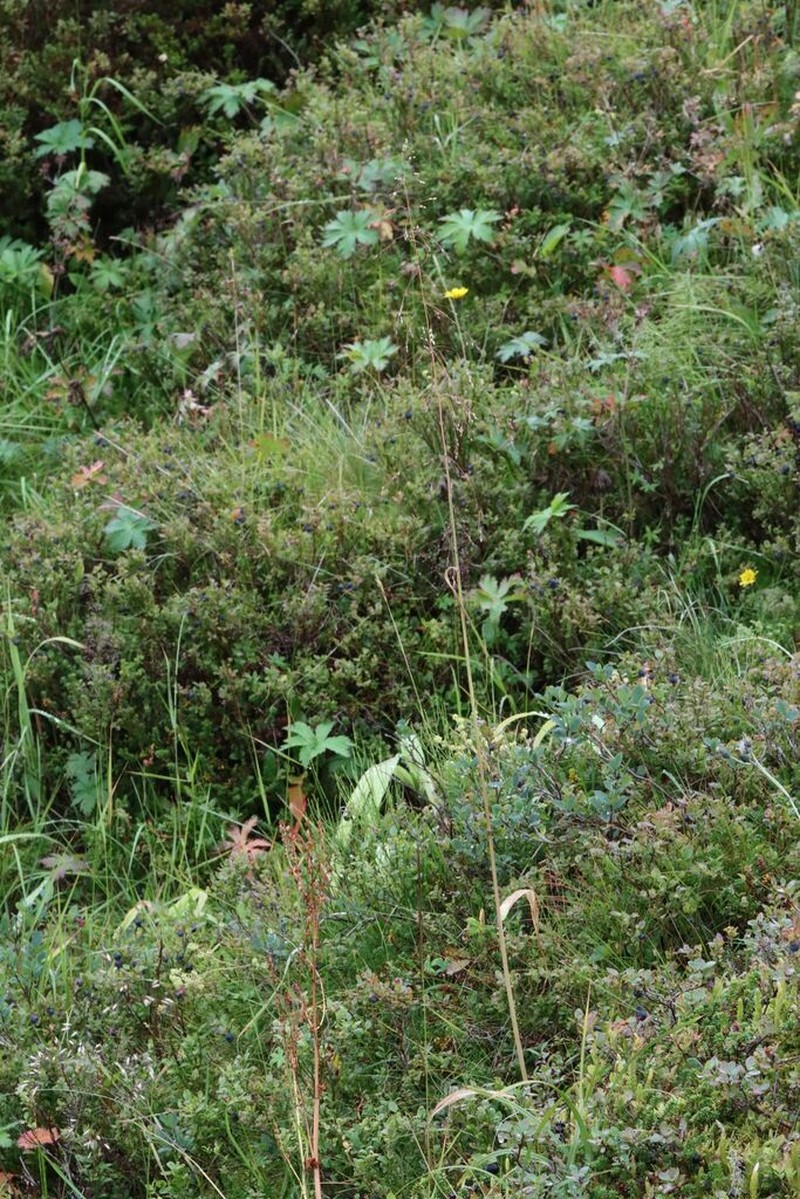 American Milletgrass photo 6