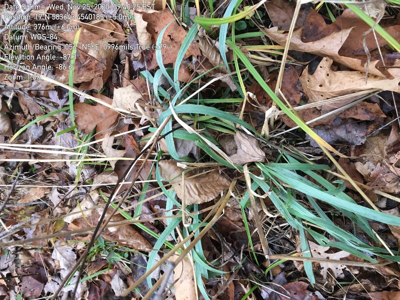 American Milletgrass photo 7