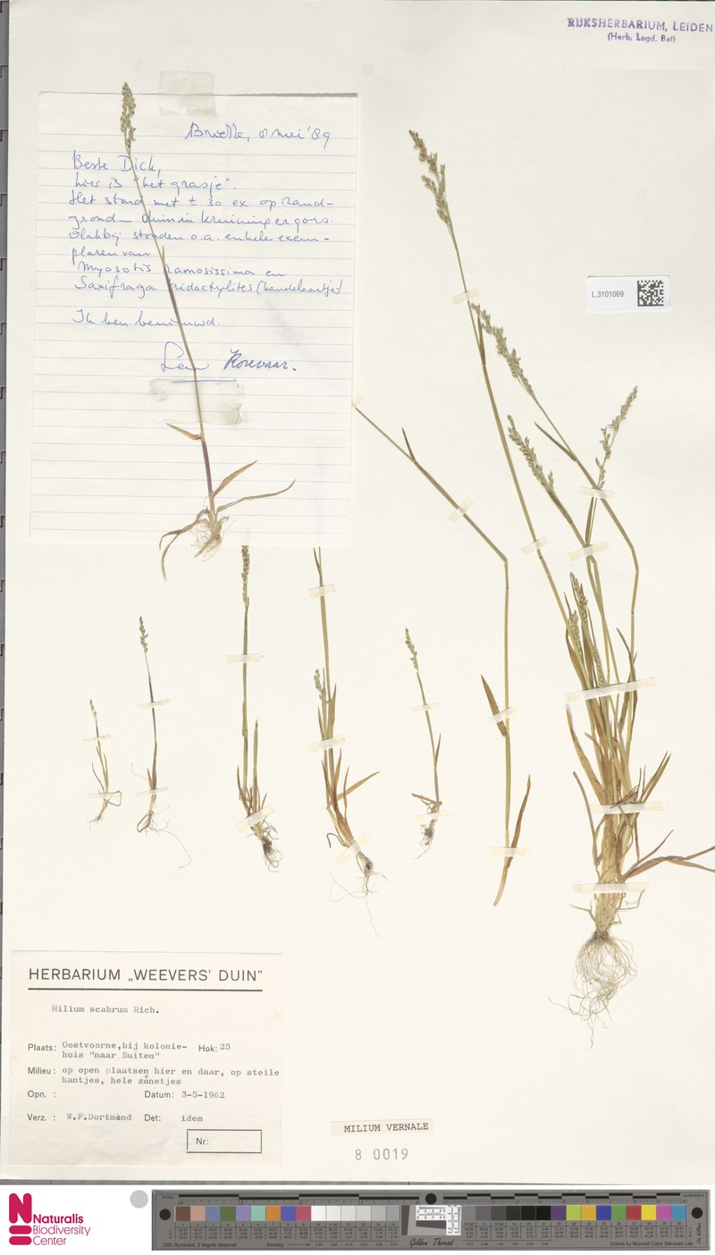 Spring Milletgrass photo 5