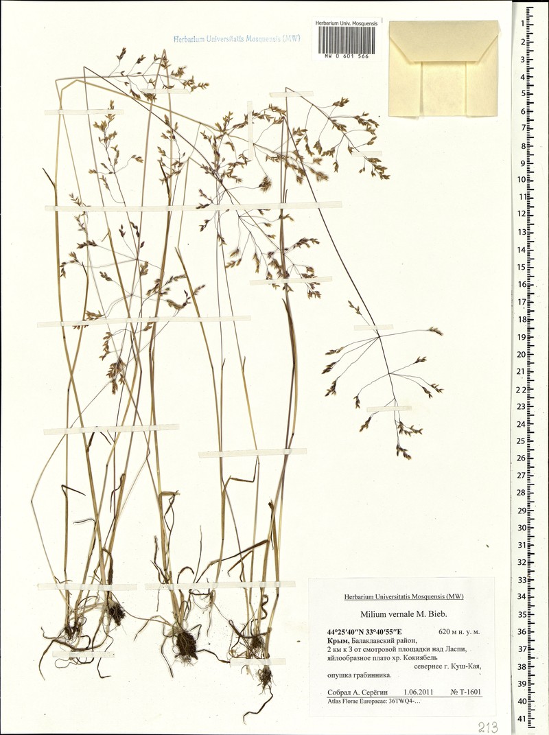 Spring Milletgrass photo 6