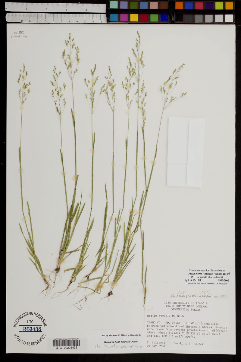 Spring Milletgrass photo 2