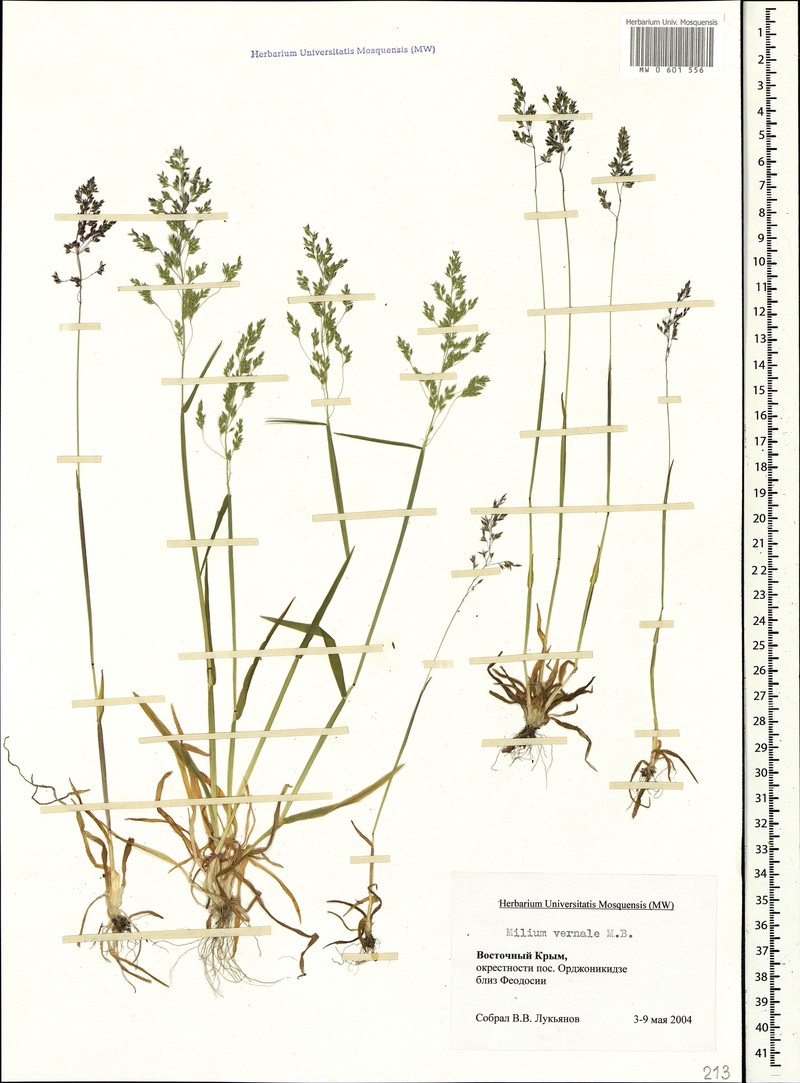 Spring Milletgrass