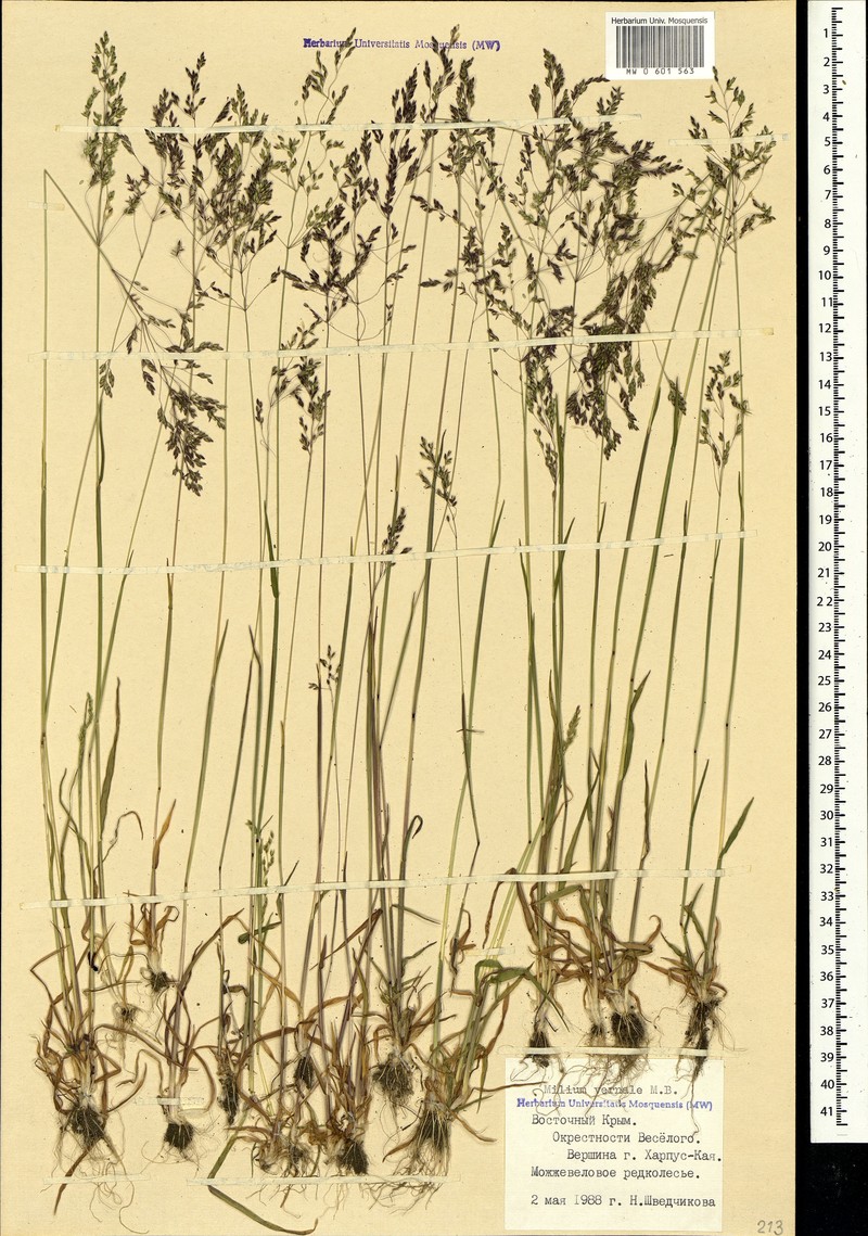 Spring Milletgrass photo 3