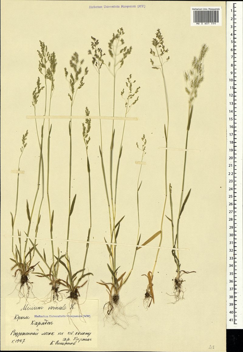 Spring Milletgrass photo 8