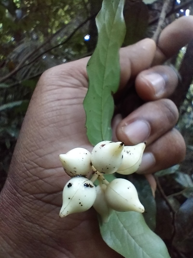 Miliusa gokhalaei