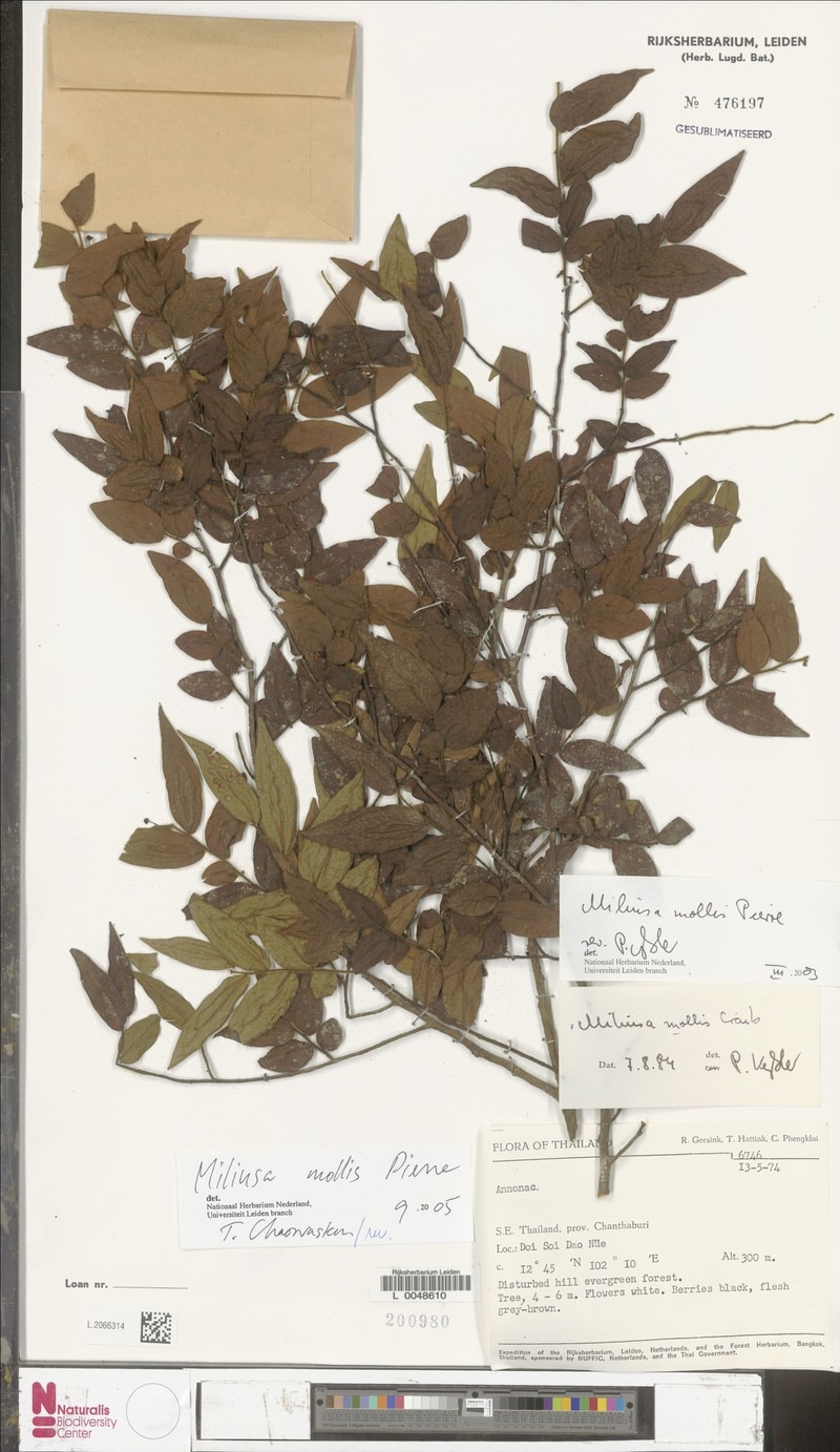 Miliusa microphylla