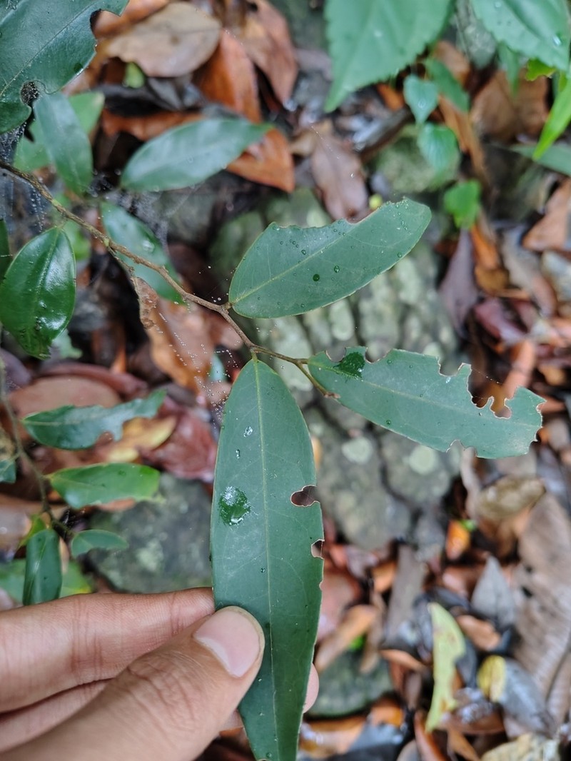 Miliusa paithalmalayana photo 3
