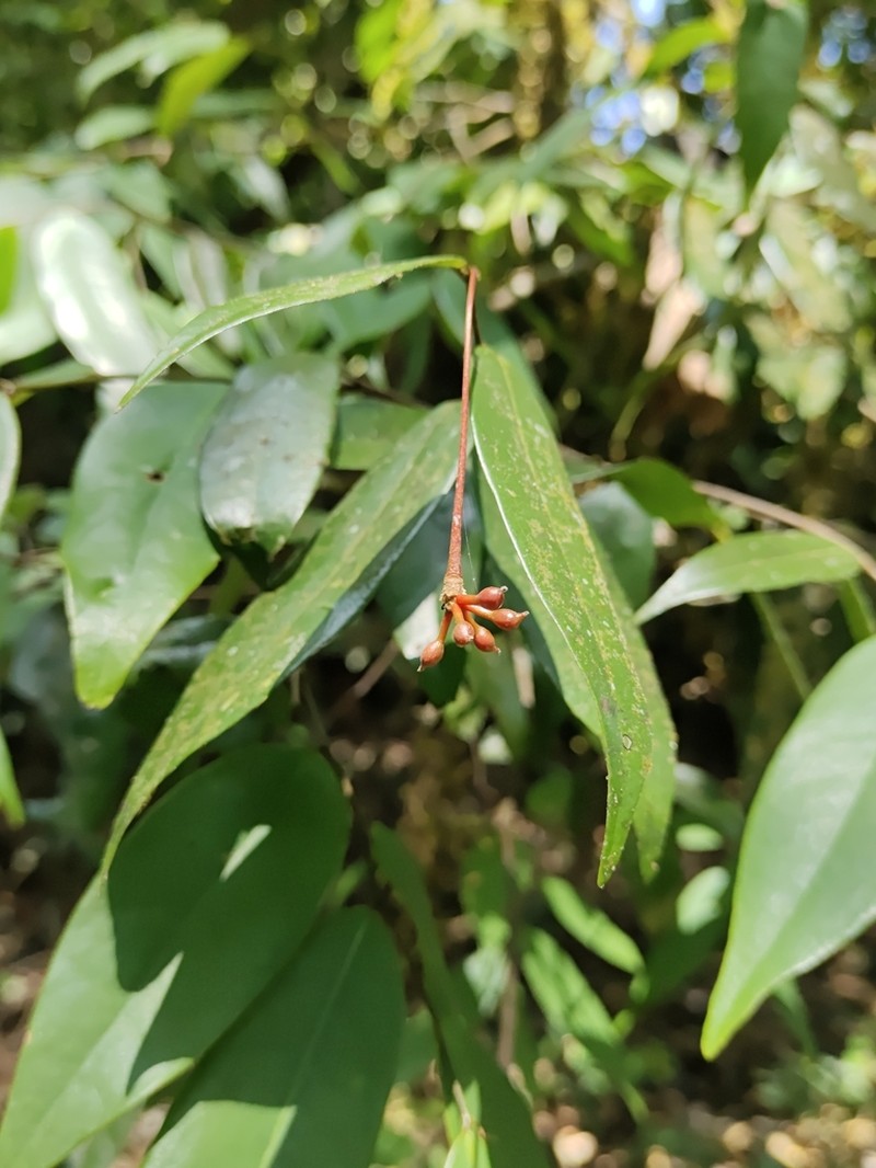 Miliusa paithalmalayana photo 4