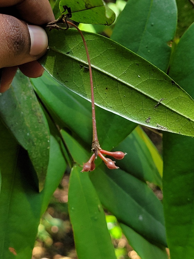 Miliusa paithalmalayana photo 5