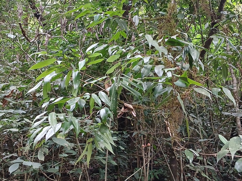 Miliusa paithalmalayana