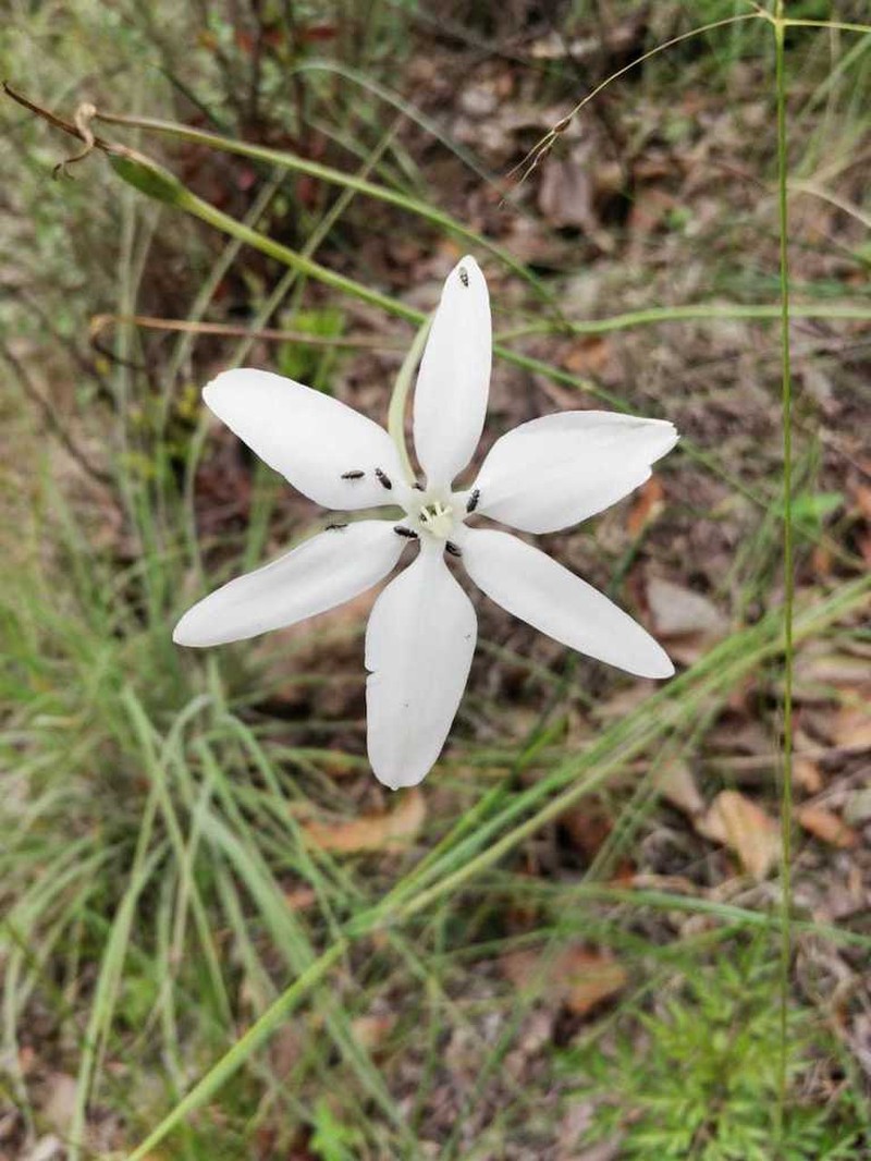 Mexican Star
