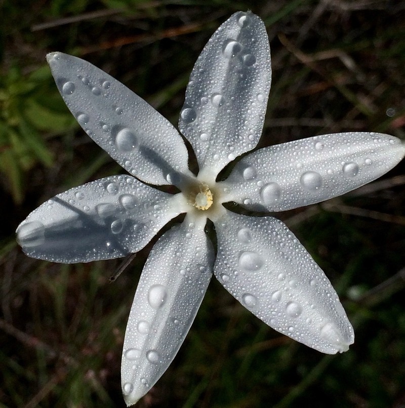 Mexican Star photo 2