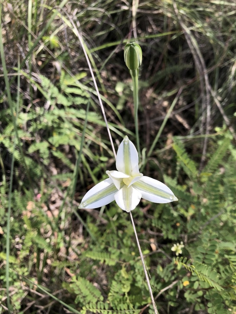 Mexican Star photo 5
