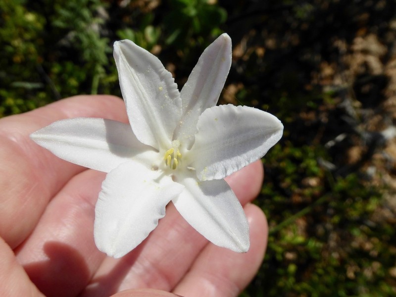 Milla peninsularis