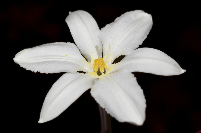 Milla peninsularis photo 4